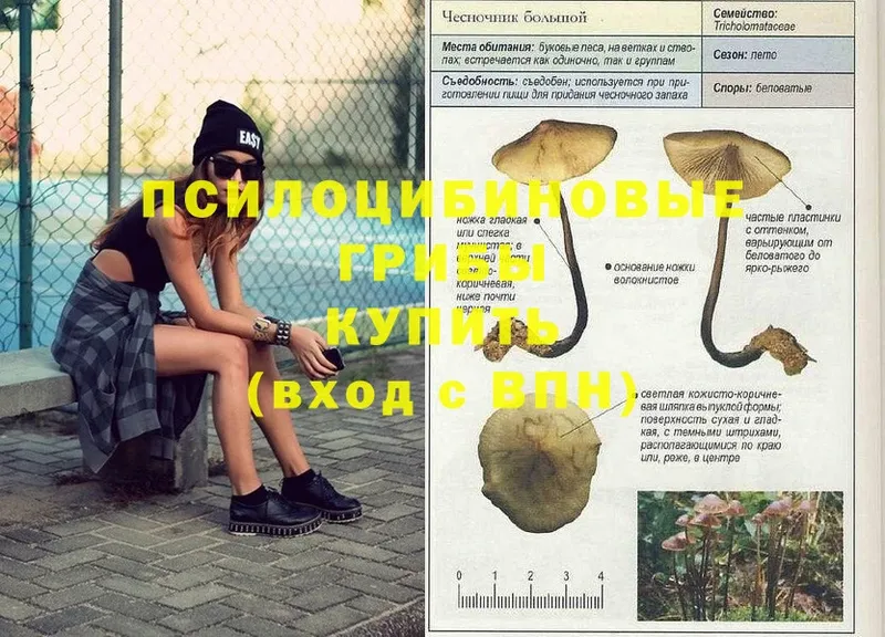 купить  сайты  Домодедово  Галлюциногенные грибы Psilocybe 